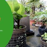 Urban Farming with UGrow Gardens at the Rooftop of the Tallest Hotel in Singapore